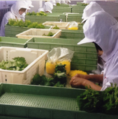 野菜輸入事業
